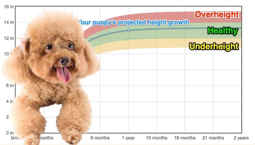 Toy Poodle Growth Chart Height Wow Blog